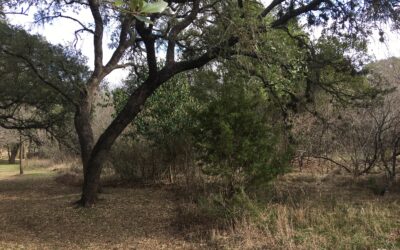 Texas Refuge